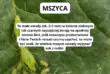Mszyca to zielony lub czarny szkodnik żerujący najczęściej na spodzie liści.