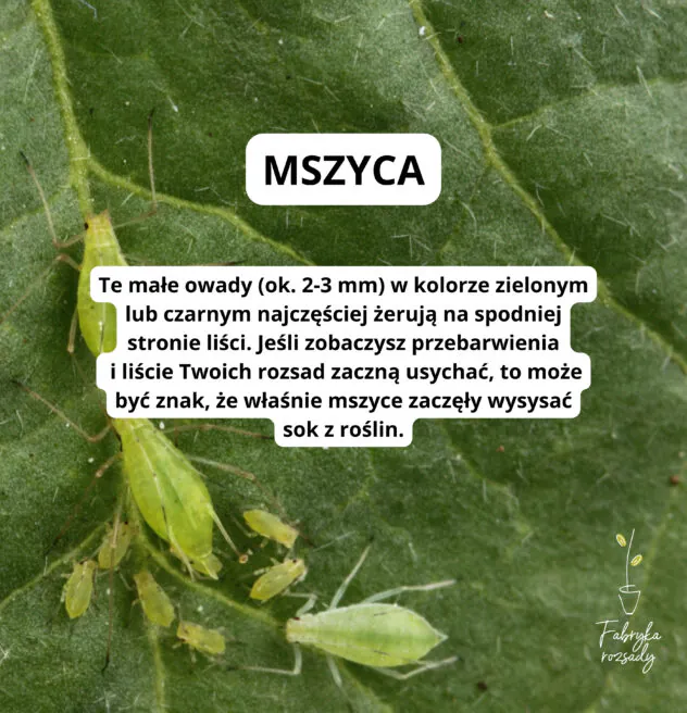 Mszyca to zielony lub czarny szkodnik żerujący najczęściej na spodzie liści.