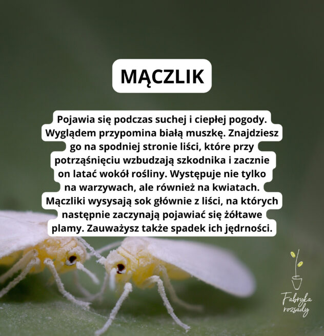Mączlik to jeden z najczęściej pojawiających się w ogrodzie szkodników.