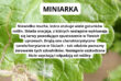 Miniarkę poznasz po charakterystycznych tunelach wydrążonych w liściach.