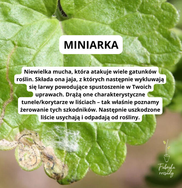 Miniarkę poznasz po charakterystycznych tunelach wydrążonych w liściach.
