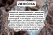 Ziemiórka wyglądem przypomina muszkę owocówkę.