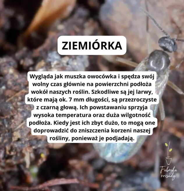 Ziemiórka wyglądem przypomina muszkę owocówkę.