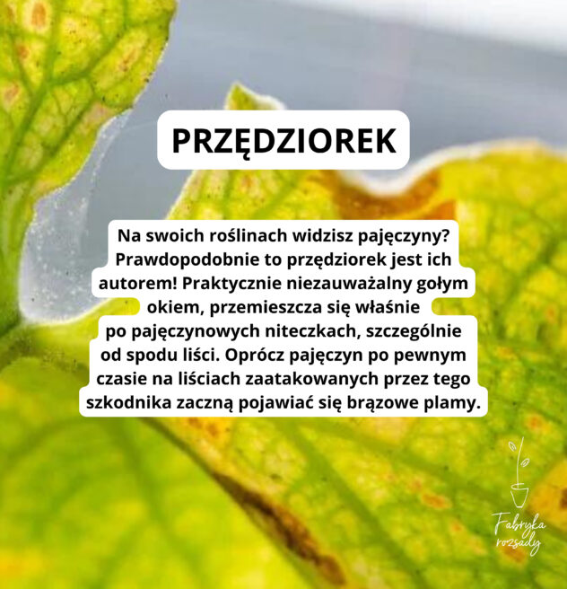 Charakterystycznym śladem obecności przędziorka są bardzo cienkie pajęczyny.