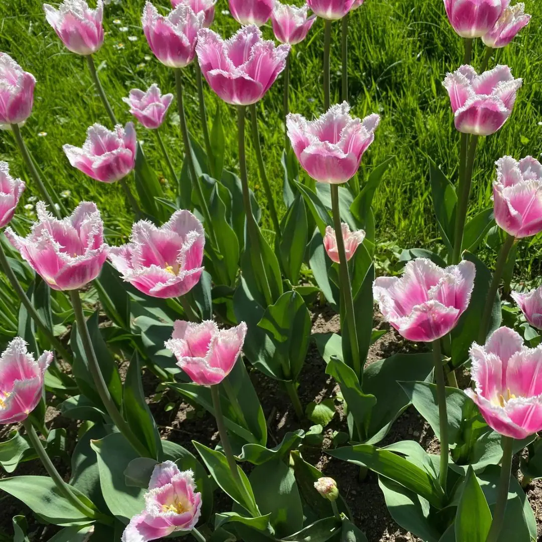 Tulipan Siesta
