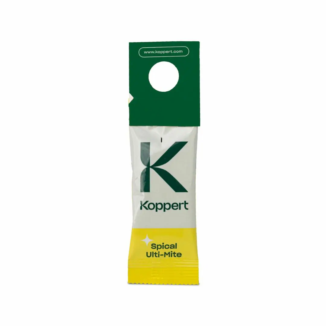 Dobroczynek kalifornijski