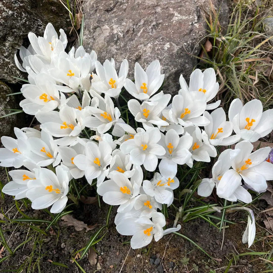 Krokus Jeanne d’Arc