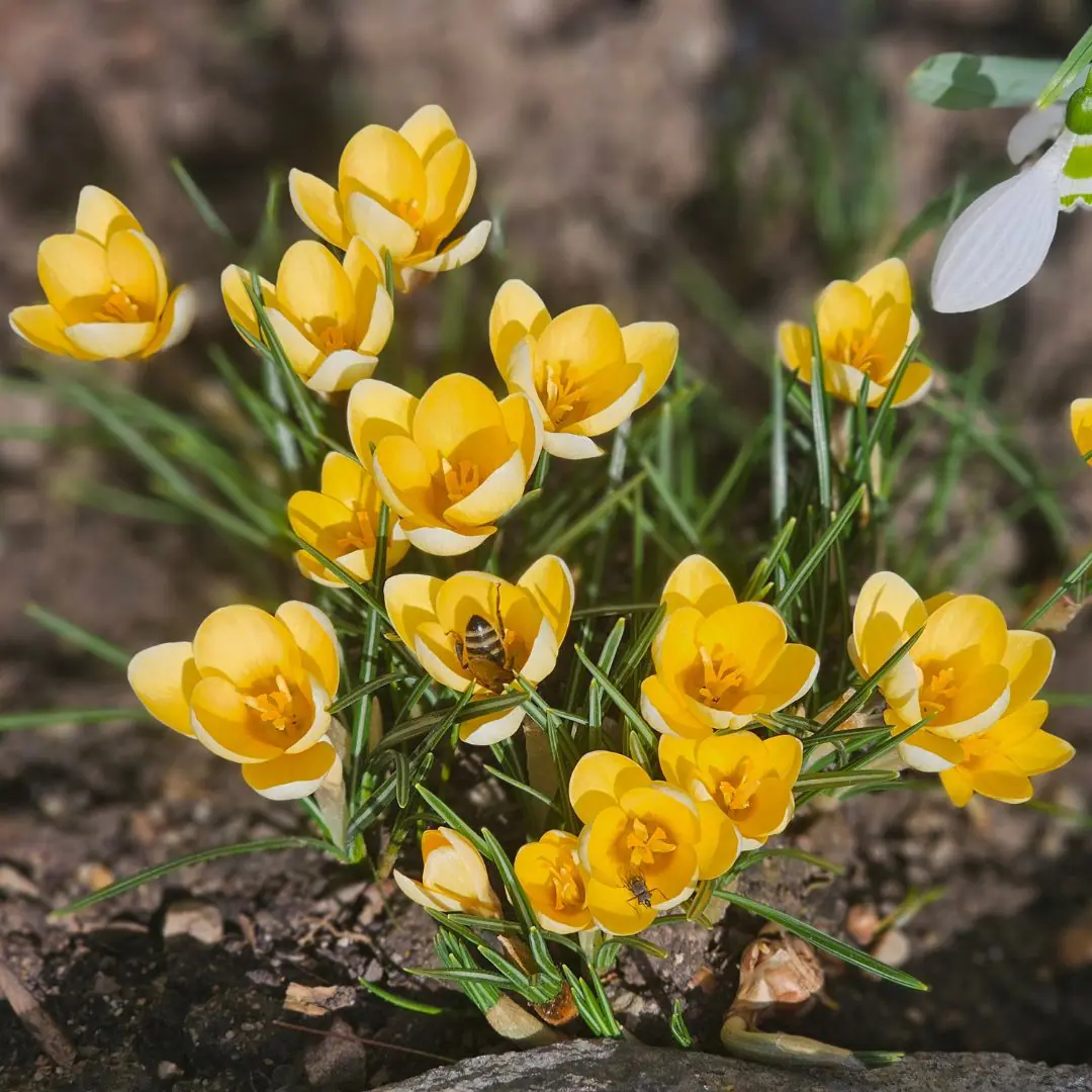 Krokus Romance