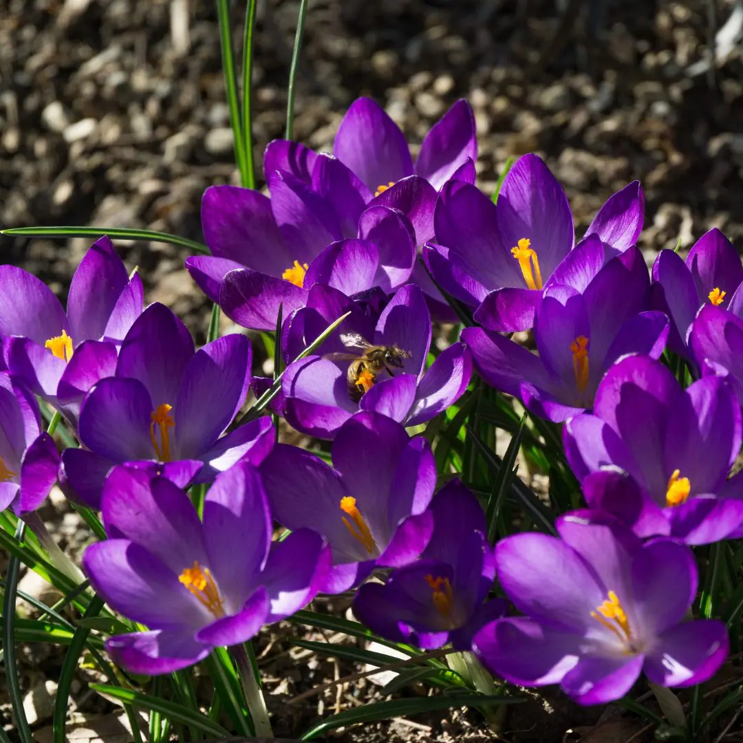 Krokus Ruby Giant