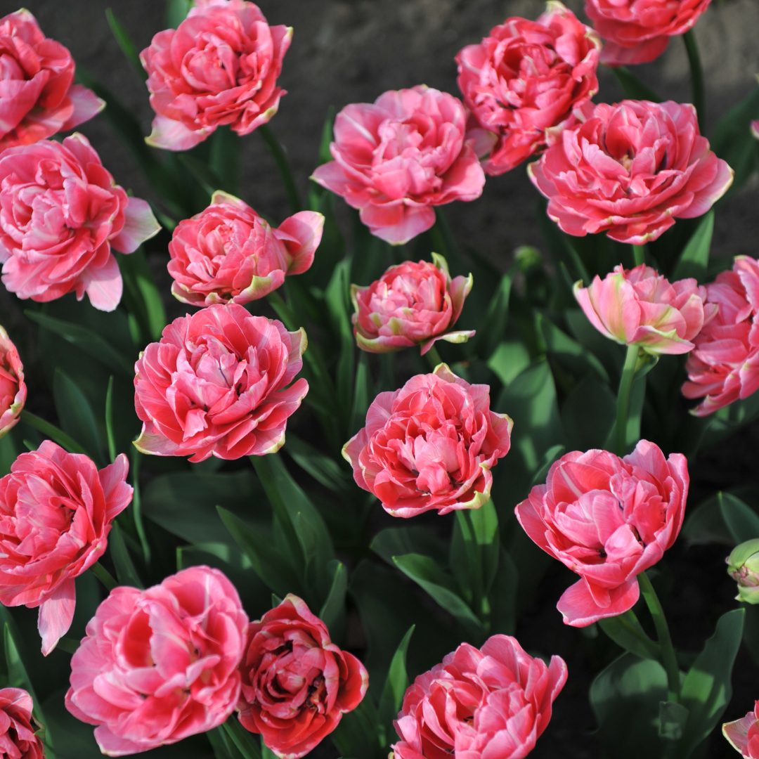 Tulipan Aveyron