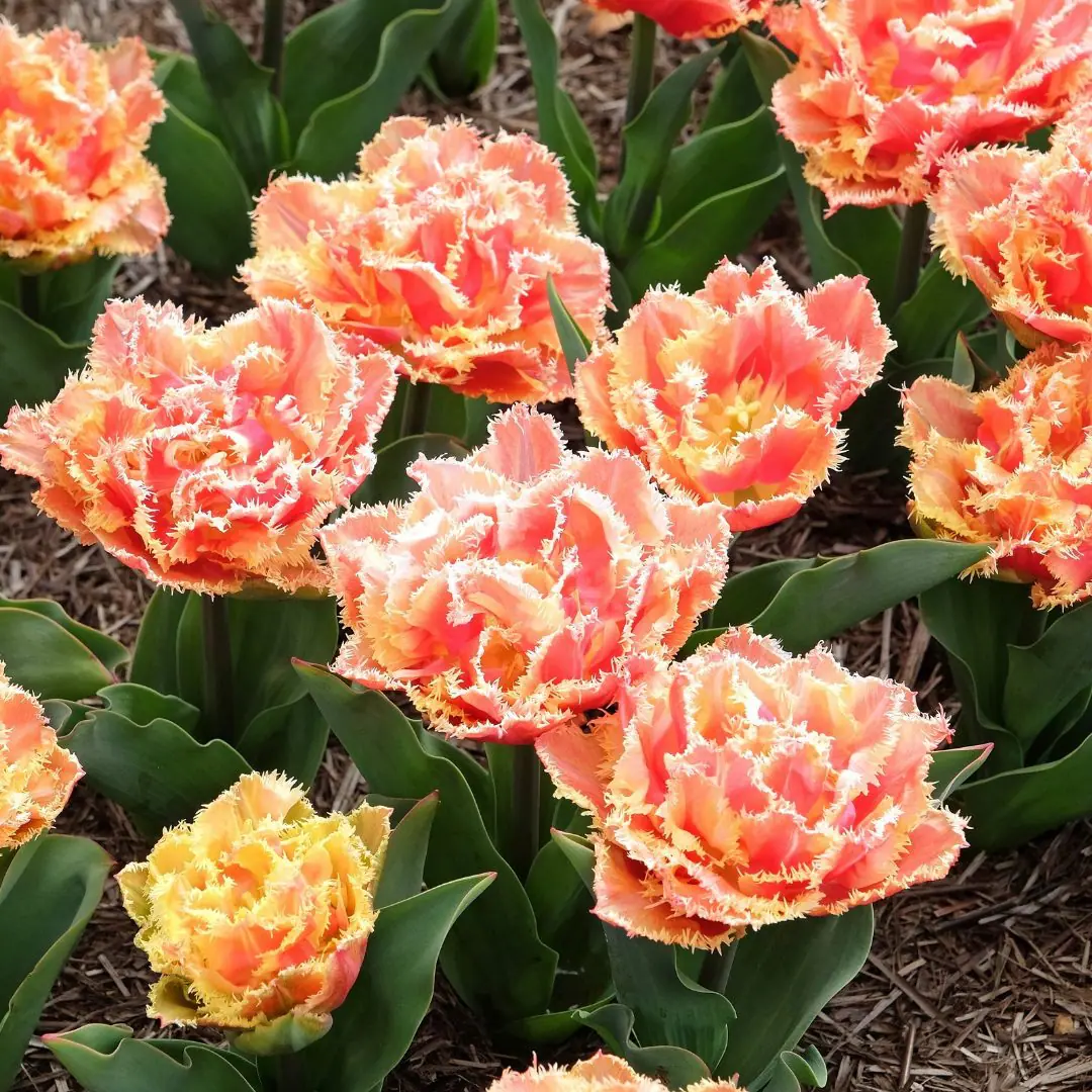 Tulipan Brisbane