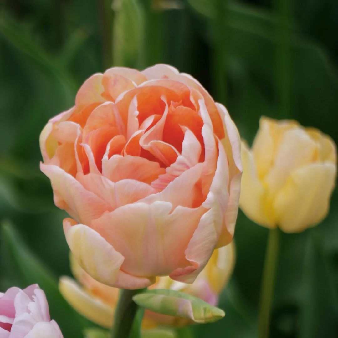 Tulipan Creme Upstar