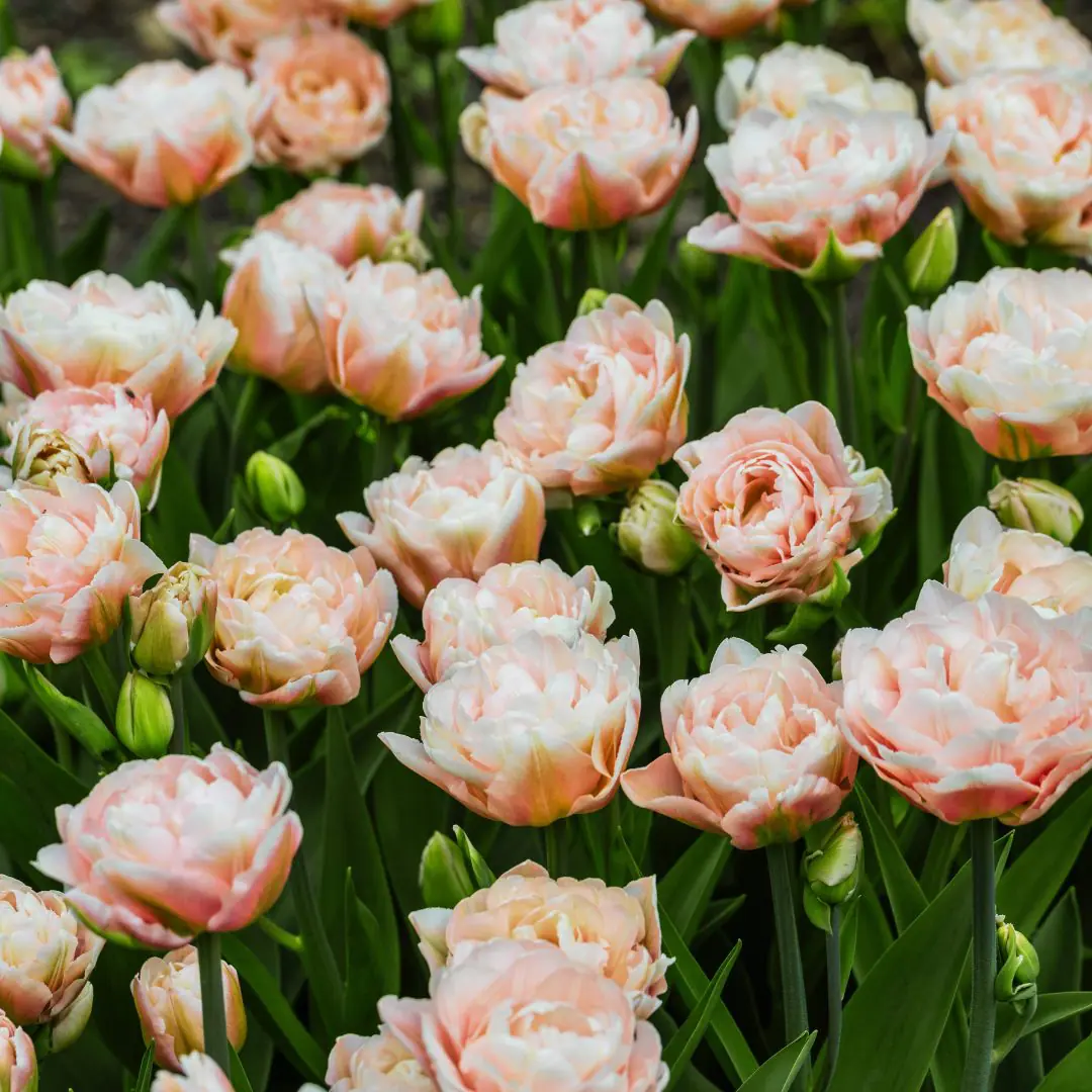 Tulipan Dreamer