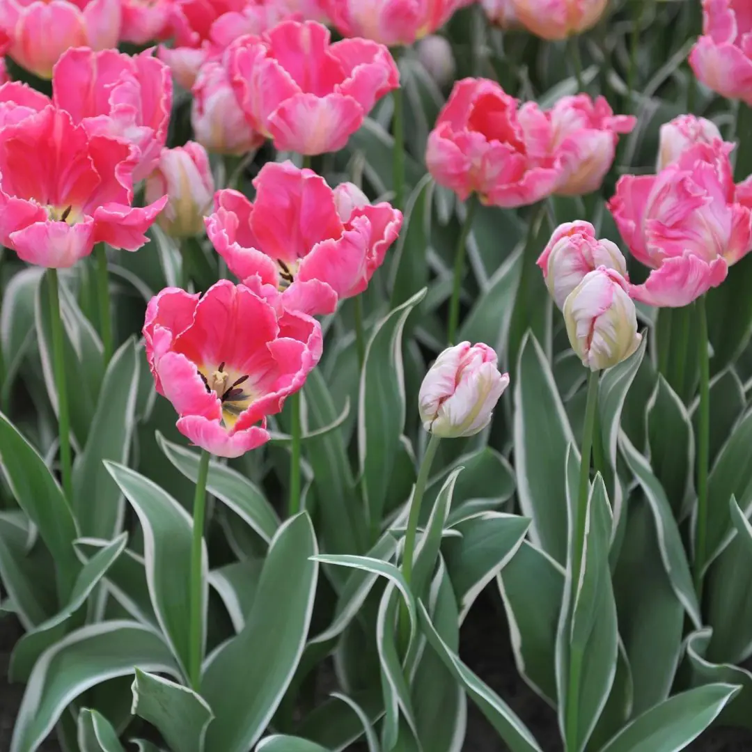 Tulipan Elsenburg