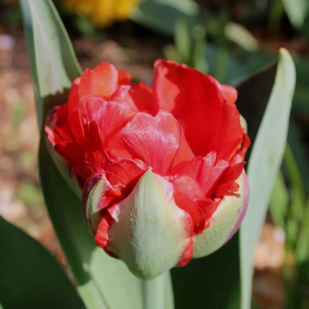 Tulipan Ice Cream Strawberry