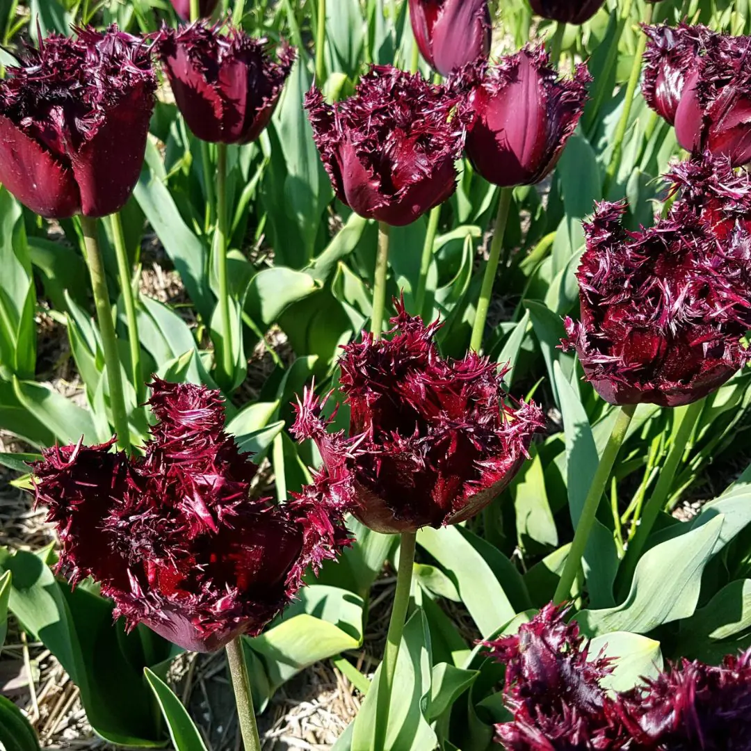 Tulipan Labrador