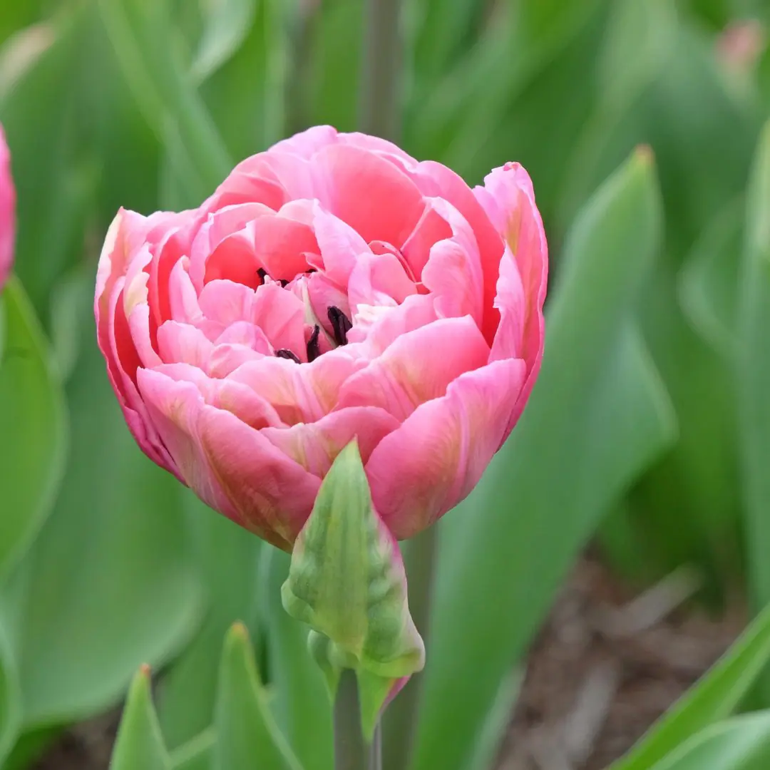 Tulipan Love Whispers
