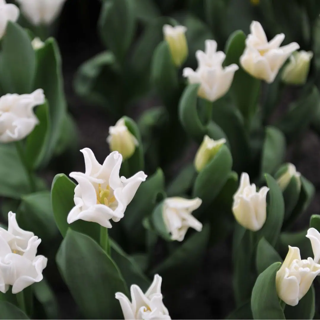 White Liberstar